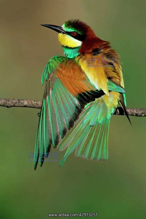  : Bee-Eater - sunbathing