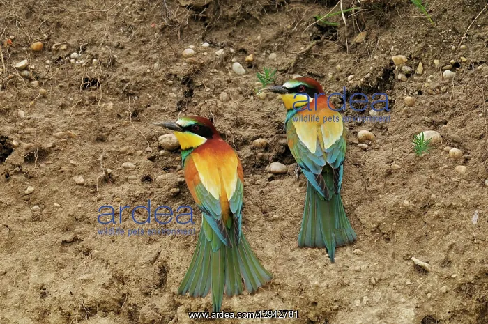  : Bee-eaters
