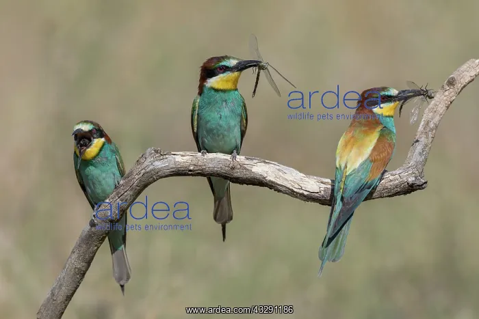 : Bee Eaters - One Eating - Hungary : Bee Eaters - One Eating - Hungary