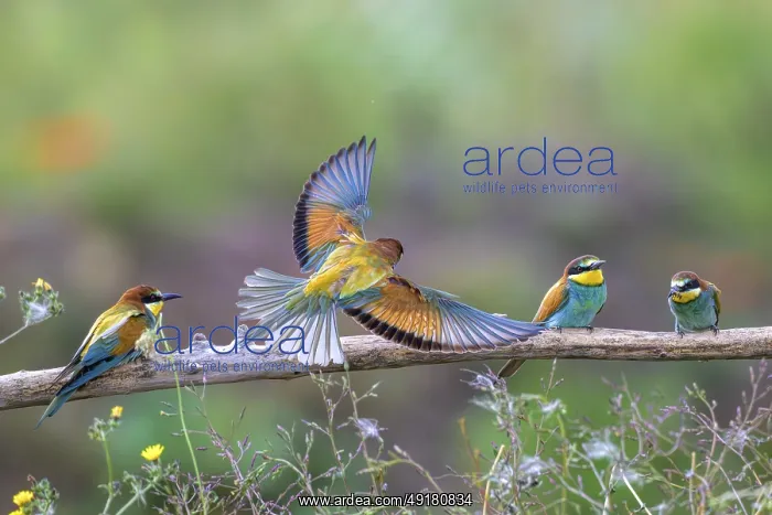 : Four bee-eaters (Merops apiaster) : Four bee-eaters (Merops apiaster)