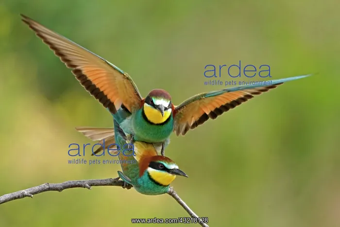 : Two bee-eaters (Merops apiaster), animal pair, copulate : Two bee-eaters (Merops apiaster), animal pair, copulate