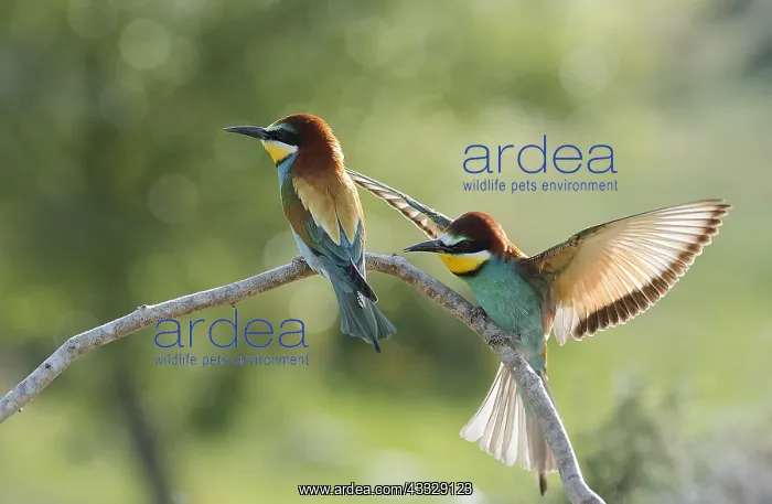 : Bee eaters (Merops apiaster), a couple on a branch : Bee eaters (Merops apiaster), a couple on a branch