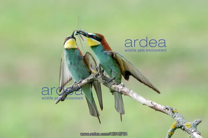 : Two bee-eaters (Merops apiaster) with dragonfly : Two bee-eaters (Merops apiaster) with dragonfly