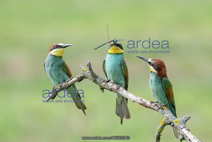 : Three Bee-eaters (Merops apiaster) with dragonfly : Three Bee-eaters (Merops apiaster) with dragonfly