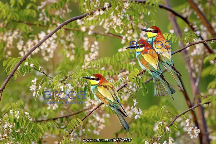 : Bee-eaters (Merops apiaster), flowers, shrub, Rhineland-Pala : Bee-eaters (Merops apiaster), flowers, shrub, Rhineland-Pala