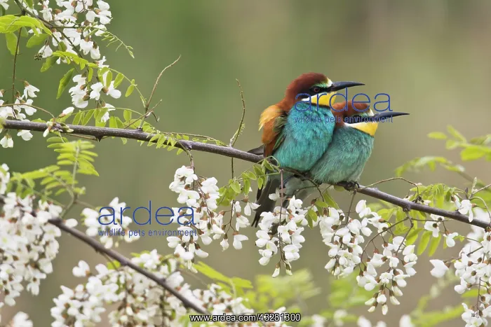 : Bee-eaters (Merops apiaster), pair of animals in : Bee-eaters (Merops apiaster), pair of animals in