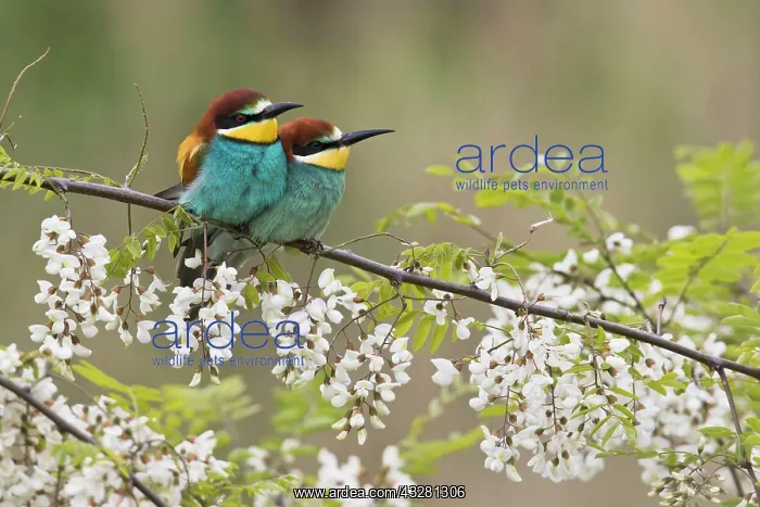 : Bee-eaters (Merops apiaster), pair of animals in : Bee-eaters (Merops apiaster), pair of animals in