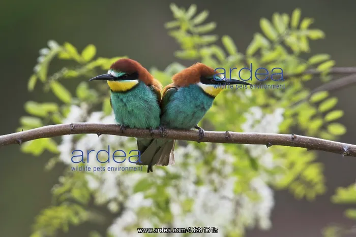 : Bee-eaters (Merops apiaster), pair of animals sitting : Bee-eaters (Merops apiaster), pair of animals sitting