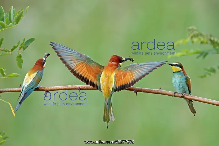 : Three bee-eaters (Merops apiaster) with prey sitting : Three bee-eaters (Merops apiaster) with prey sitting