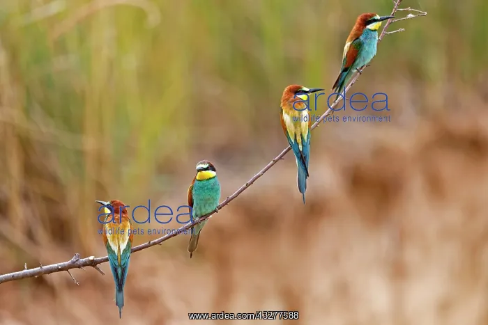 : Four Bee-eaters (Merops apiaster) sit side by side : Four Bee-eaters (Merops apiaster) sit side by side