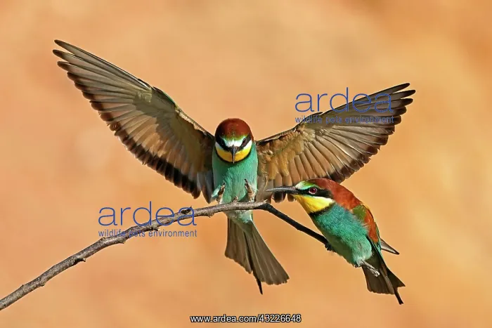 : Two bee-eaters (Merops apiaster) sitting on a branch : Two bee-eaters (Merops apiaster) sitting on a branch