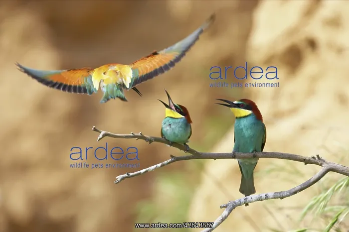  : Bee-eaters - Pair Screaming at intruder in flight