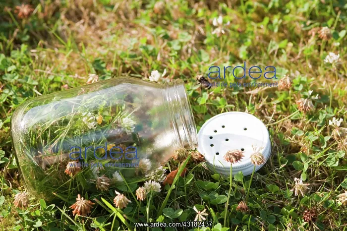 : Bee escaping : Bee escaping