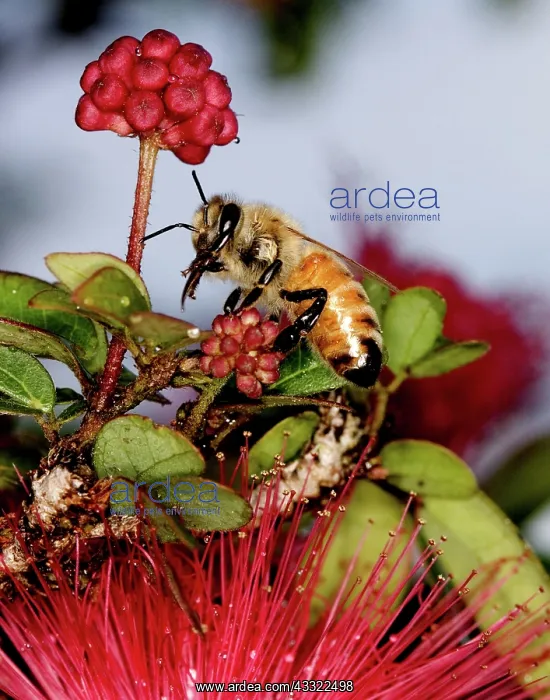 : Bee on Flower : Bee on Flower