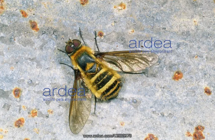 : Bee FLY - basking (note wing venation) : Bee FLY - basking (note wing venation)