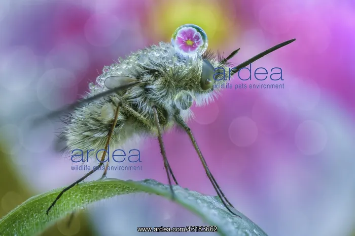 : Bee fly (Bombylius sp) with dew drop refracting : Bee fly (Bombylius sp) with dew drop refracting