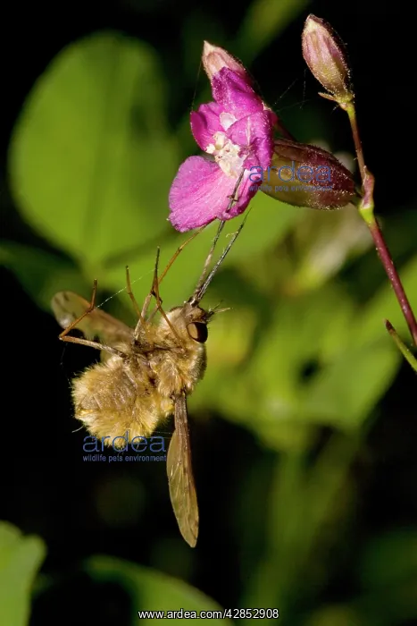 : Bee-Fly - caught by the sticky viscid hairs of : Bee-Fly - caught by the sticky viscid hairs of