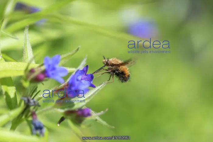  : Bee Fly - Devon - UK