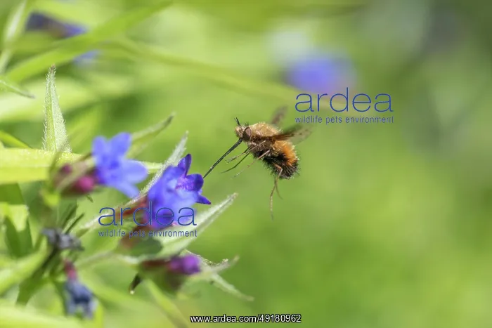 : Bee Fly - at Flower - UK
