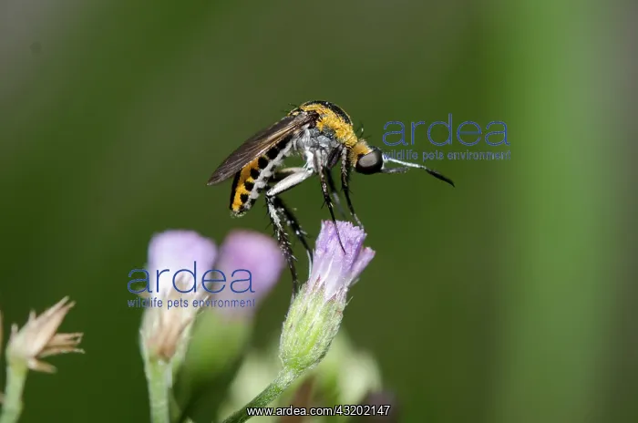 : Bee-fly - on Goatweed flower (Ageratum conyzoides) : Bee-fly - on Goatweed flower (Ageratum conyzoides)
