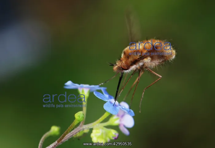 : Bee-fly - hovering while feeding on nectar from : Bee-fly - hovering while feeding on nectar from