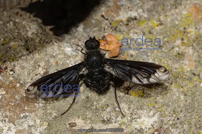 : Bee fly with outstretched wings sitting on stone : Bee fly with outstretched wings sitting on stone