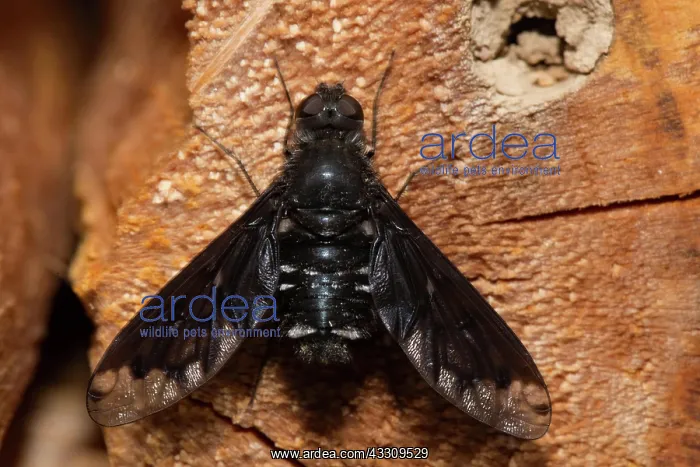 : Bee fly sitting on piece of wood from behind : Bee fly sitting on piece of wood from behind