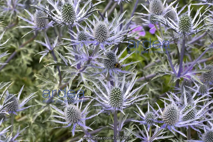 : Bee-friendly Eryngium flowers in bloom, Scotland : Bee-friendly Eryngium flowers in bloom, Scotland