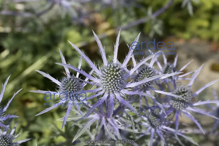 : Bee-friendly Eryngium flowers in bloom, Scotland : Bee-friendly Eryngium flowers in bloom, Scotland