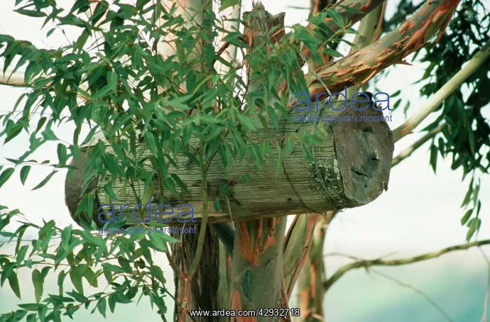  : Bee Hive - for wild BeeIs, made of hollowed trunks