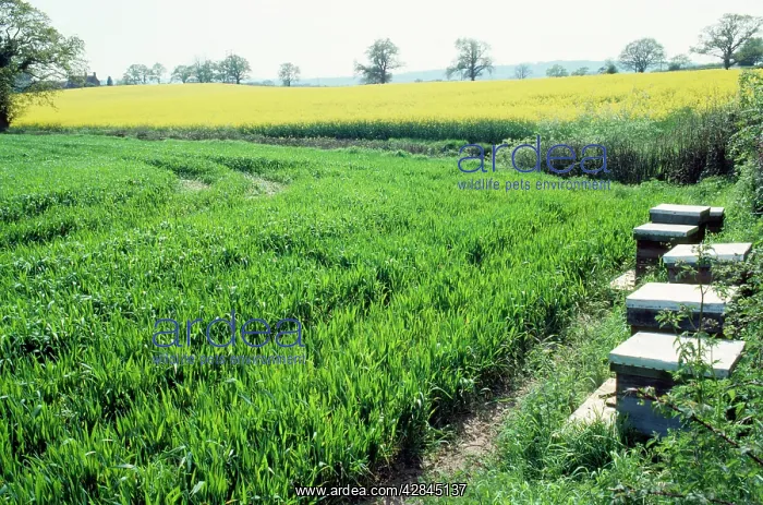  : BEE HIVES IN FIELD