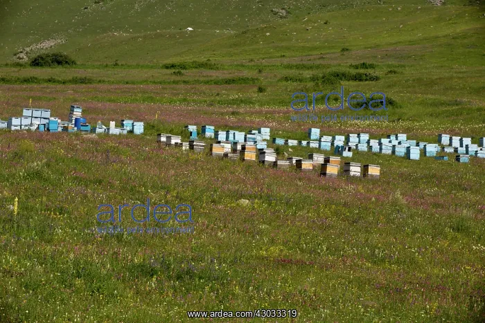 : Bee Hives in flowery grassland near Cildir, north-east : Bee Hives in flowery grassland near Cildir, north-east