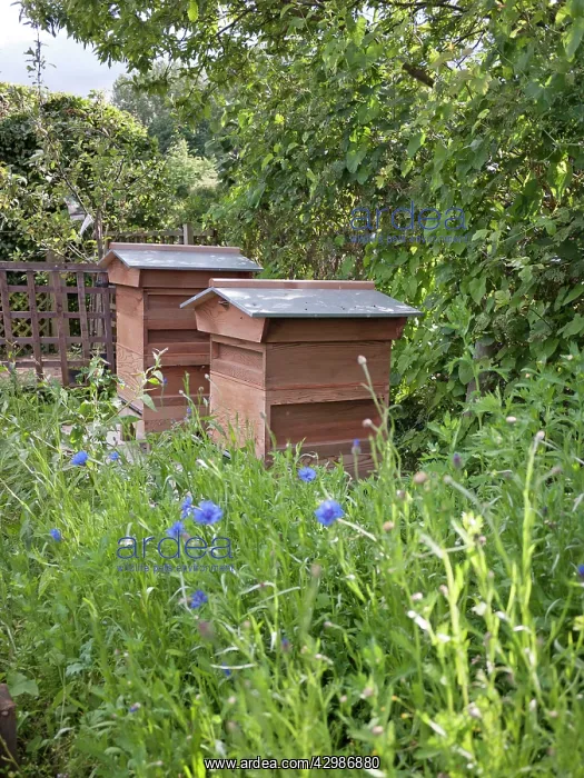  : Bee Hives in garden