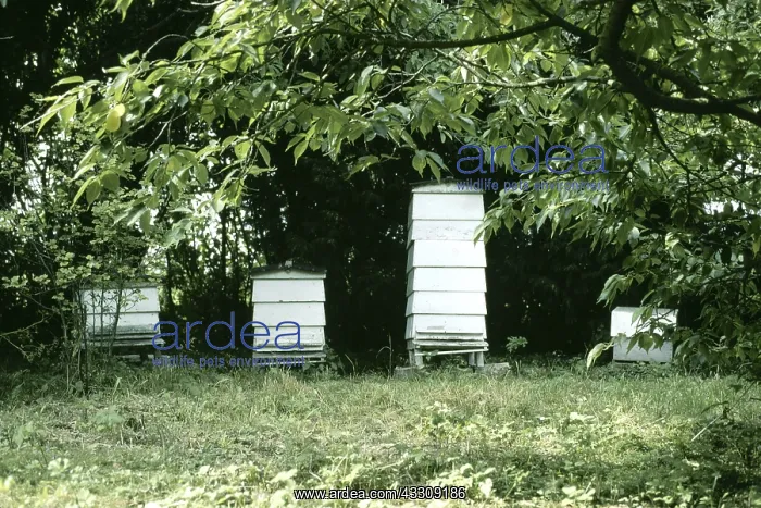 : Bee Hives - Langstrath hives in apple orchard : Bee Hives - Langstrath hives in apple orchard