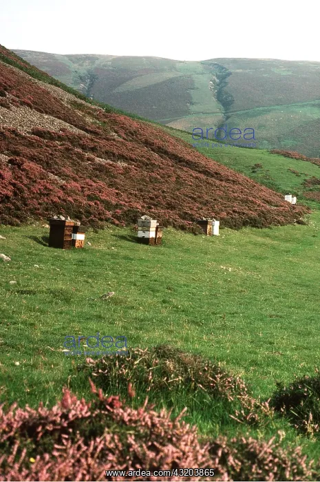 : BEE HIVES - Taken to heather : BEE HIVES - Taken to heather
