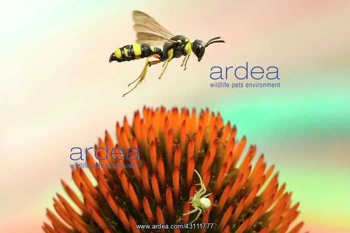 : Bee-hunting nodular wasp (Cerceris rybyensis) flies : Bee-hunting nodular wasp (Cerceris rybyensis) flies