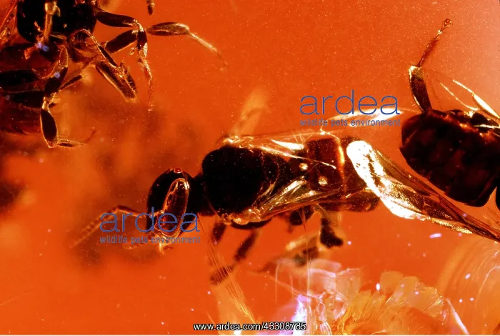: Bee inside AMBER - Quaternary amber (Copal) : Bee inside AMBER - Quaternary amber (Copal)