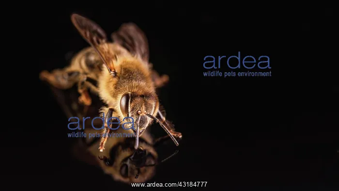 : Bee isolated on black background. Honeybee detail : Bee isolated on black background. Honeybee detail