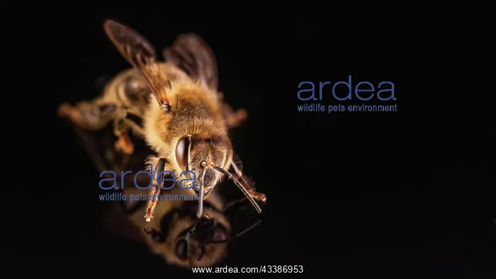 : Bee isolated on black background. Honeybee detail : Bee isolated on black background. Honeybee detail