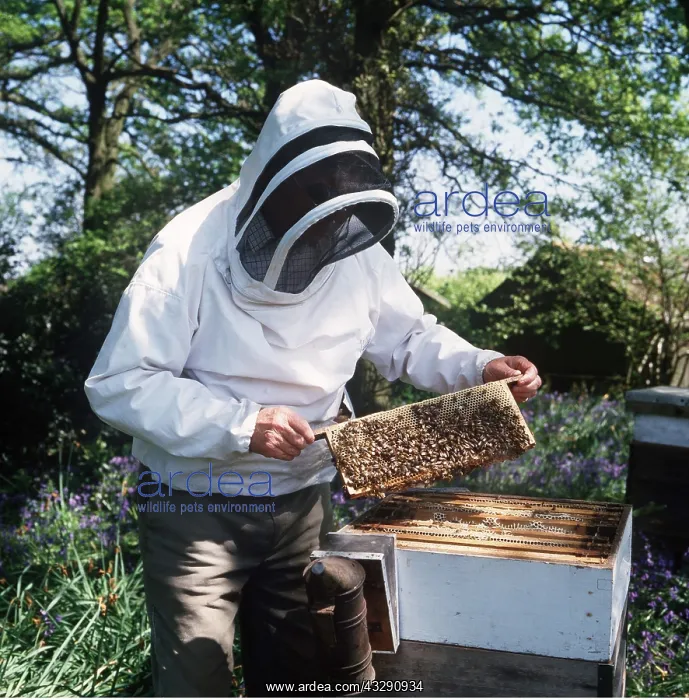 : BEE KEEPER at hive - inspecting bees on comb wearing : BEE KEEPER at hive - inspecting bees on comb wearing