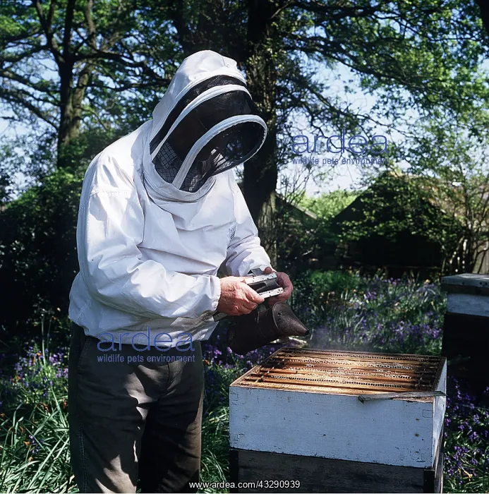 : BEE KEEPER at hive - inspecting bees on comb wearing : BEE KEEPER at hive - inspecting bees on comb wearing