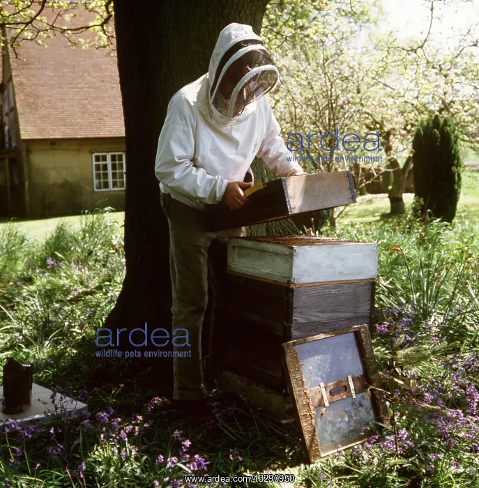 : BEE KEEPER at hive - inspecting bees on comb wearing : BEE KEEPER at hive - inspecting bees on comb wearing
