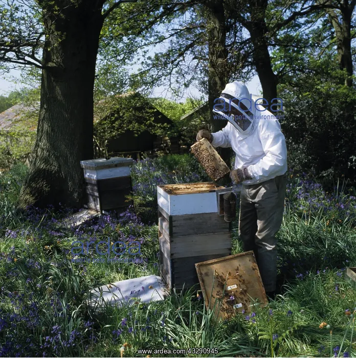 : BEE KEEPER at hive - inspecting Honeybees on comb : BEE KEEPER at hive - inspecting Honeybees on comb