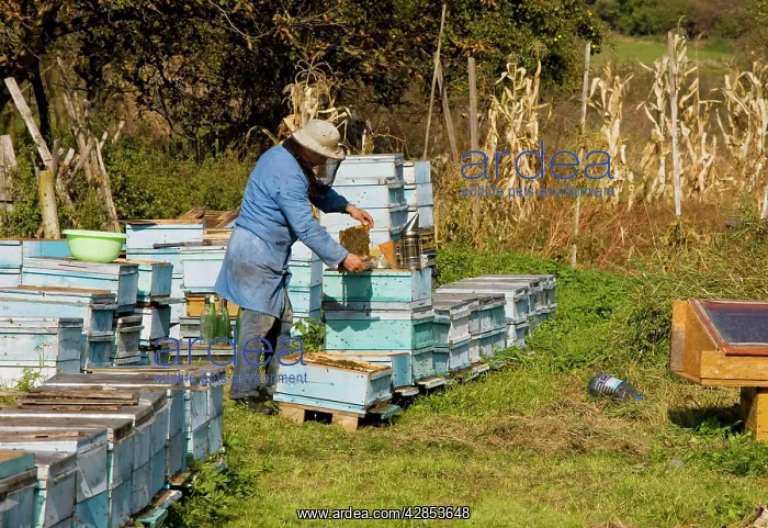 : Bee-keeper among his hives in the old saxon village : Bee-keeper among his hives in the old saxon village