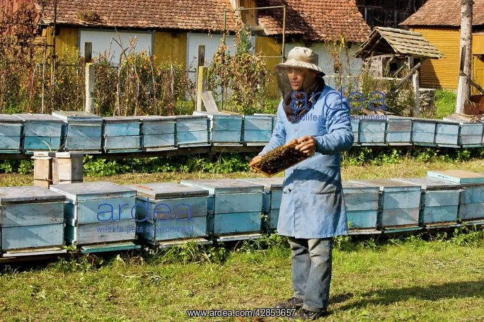 : Bee-keeper among his hives in the old saxon village : Bee-keeper among his hives in the old saxon village