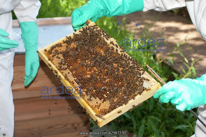 : Bee Keeper - holding frame : Bee Keeper - holding frame