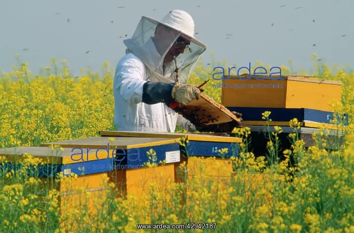 : Bee-keeper - rapeseed (brassica napus) : Bee-keeper - rapeseed (brassica napus)