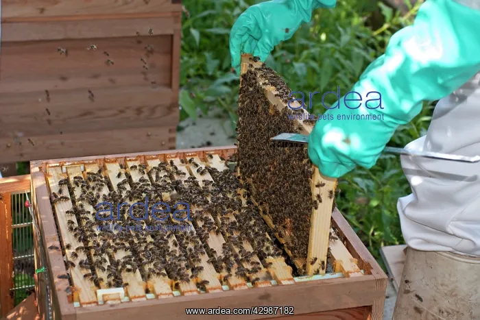 : Bee Keeper - removing frame from hive : Bee Keeper - removing frame from hive