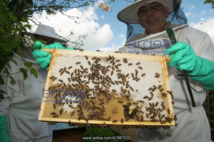 : Bee Keeper - showing comb to frame : Bee Keeper - showing comb to frame