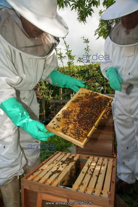: Bee Keepers - inspecting frame : Bee Keepers - inspecting frame